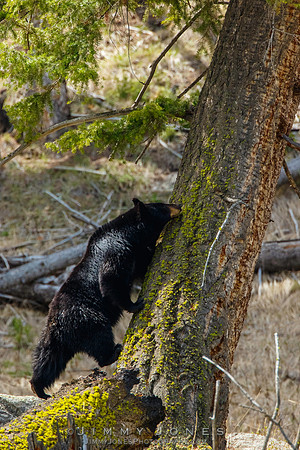 Black Bear