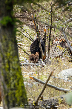 Black Bear Sow with Cubs