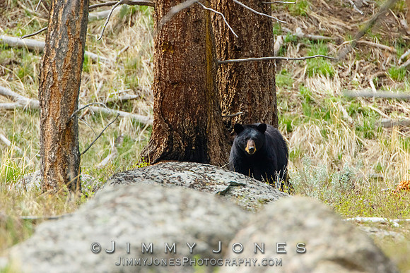 Black Bear