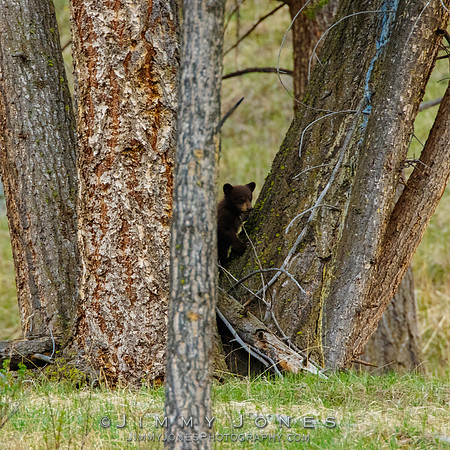 Black Bear Cub