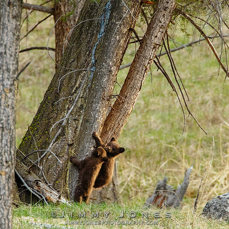 Black Bear Cubs