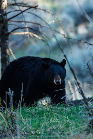 Black Bear