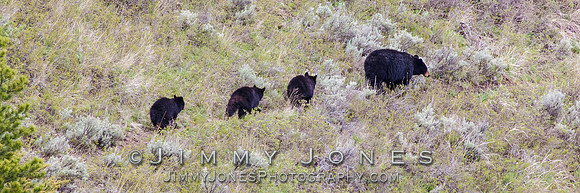 Black Bear Sow with Cubs