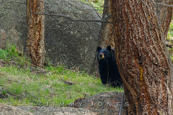 Black Bear
