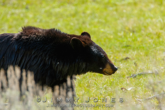 Black Bear