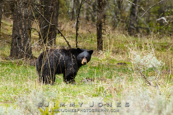 Black Bear