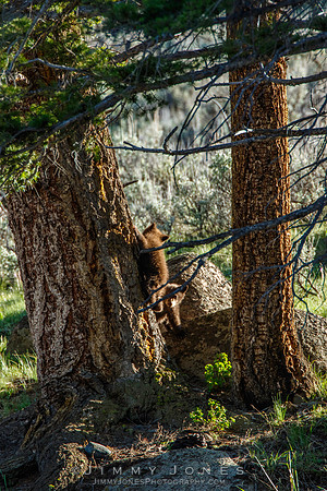Black Bear Cubs
