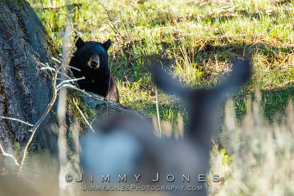 Black Bear Stares Down a Deer