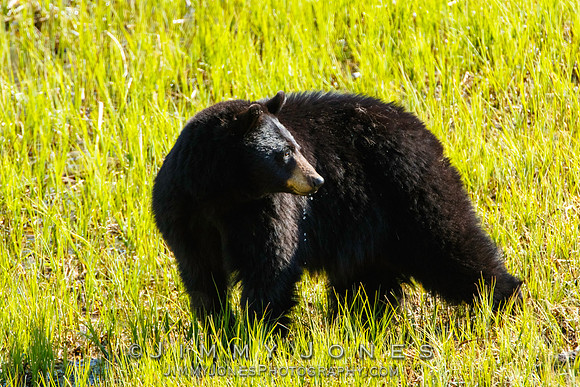 Black Bear
