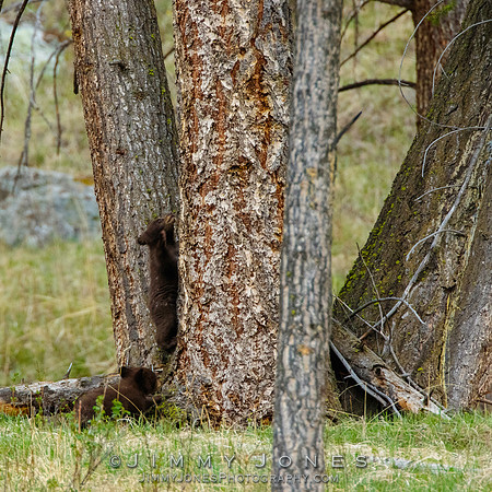 Black Bear Cubs