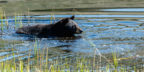 Black Bear