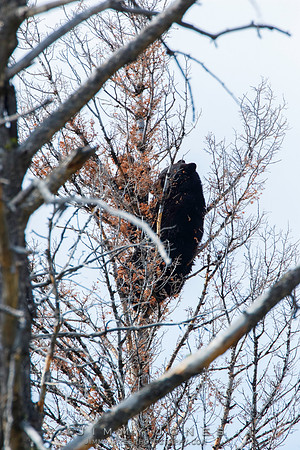 Black Bear Sow with Cubs in Tree
