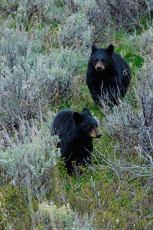 Black Bear Cubs