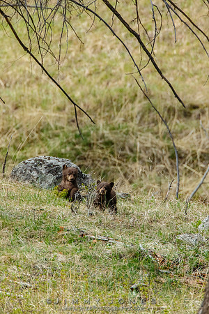 Black Bear Cubs