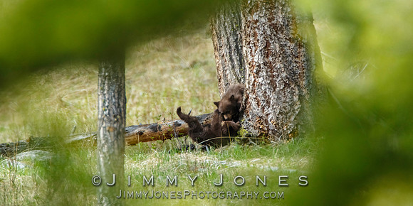 Black Bear Cubs
