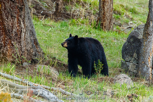 Black Bear