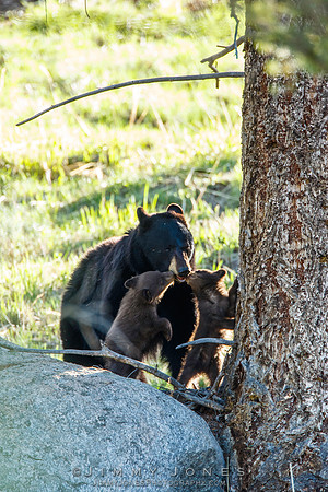 Black Bear Sow with Cubs
