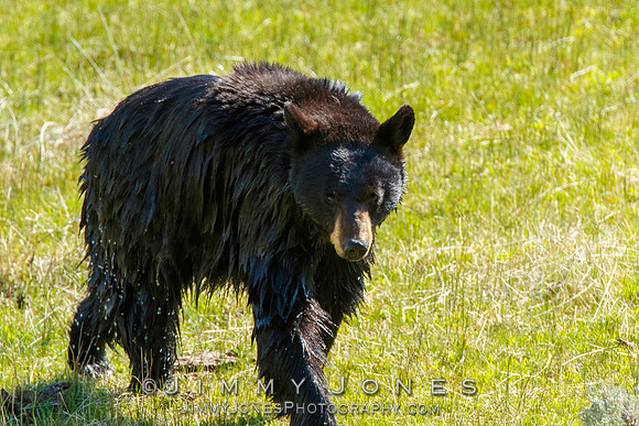 Black Bear