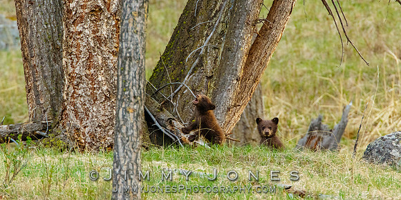 Black Bear Cubs