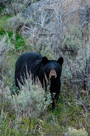 Black Bear Cubs