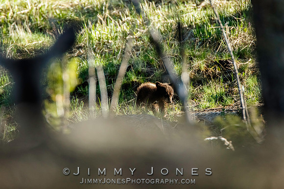 Black Bear Cub