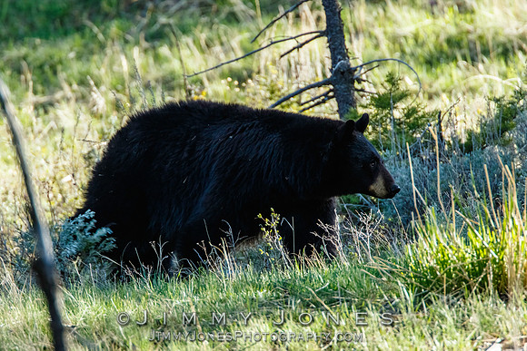 Black Bear