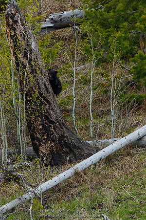 Black Bear Cubs