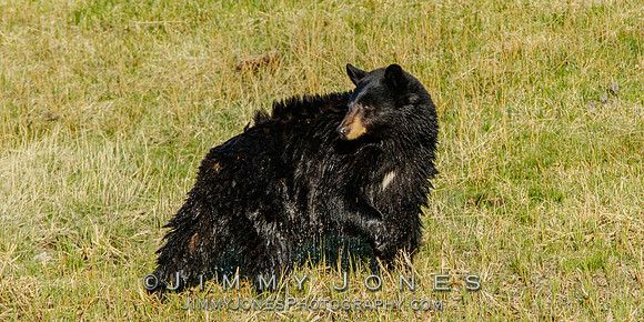 Black Bear