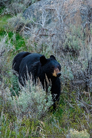 Black Bear Cubs