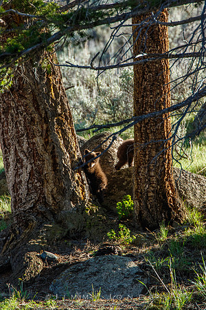 Black Bear Cubs