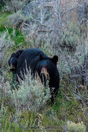 Black Bear Cubs