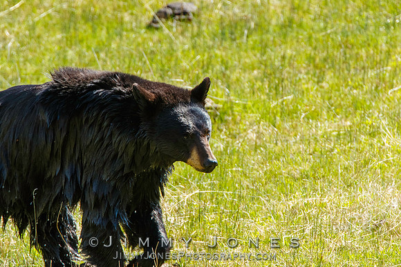 Black Bear
