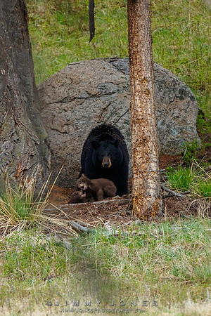 Black Bear Sow with Cubs