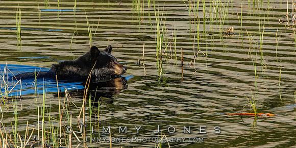 Black Bear Swimming