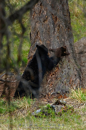 Black Bear Sow with Cub