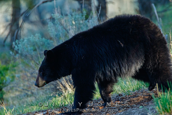 Black Bear