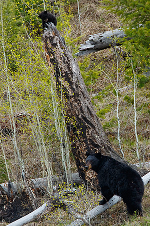 Black Bear