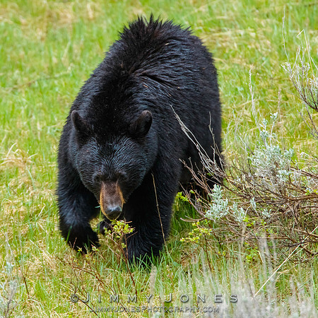 Black Bear