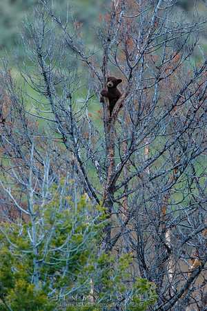 Black Bear Cub in Tree