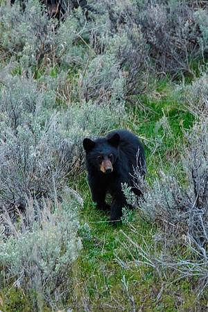 Black Bear Cub