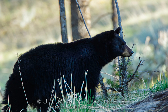 Black Bear