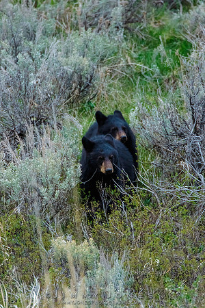 Black Bear Cubs