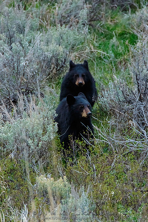 Black Bear Cubs