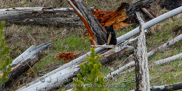 Black Bear Cub