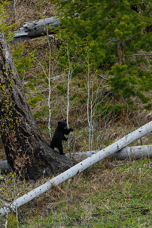 Black Bear Cub