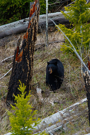 Black Bear