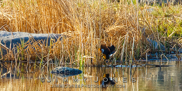 Yellow Headed Blackbirds