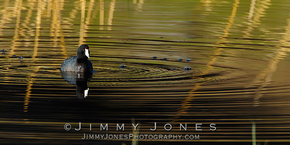 American Coot