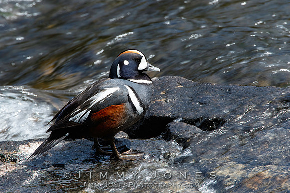 Harlequin Duck