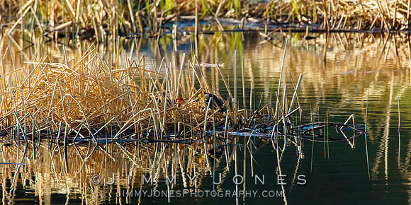 Yellow Headed Blackbirds